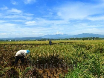 Belasan Ribu Hektare Sawah di Kuningan Masuki Panen Raya