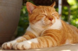 Simak 8 Tips Membawa Kucing Saat Mudik Lebaran