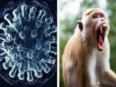 Kontak Fisik dengan Monyet, Pria di Hong Kong Terinfeksi Virus B Mematikan