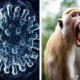 Kontak Fisik dengan Monyet, Pria di Hong Kong Terinfeksi Virus B Mematikan