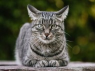 Awas, Pelihara Kucing Tingkatkan Risiko Skizofrenia, Ini Alasannya