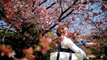 Viral, Menikmati Bunga Sakura di Jepang Ternyata Ada Aturannya Lho!