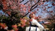 Viral, Menikmati Bunga Sakura di Jepang Ternyata Ada Aturannya Lho!