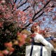 Viral, Menikmati Bunga Sakura di Jepang Ternyata Ada Aturannya Lho!