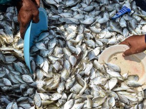 Implementasi Program Ekonomi Biru Bagi Nelayan
