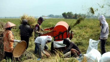 Bulog Jelaskan Penyebab Serapan Gabah Rendah saat Panen Raya