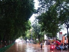 Jakarta Diguyur Hujan dan Angin Kencang, BPBD: 6 Pohon Tumbang