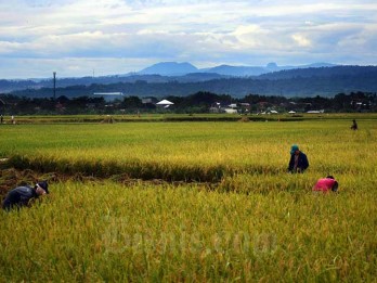 Musim Tanam di Cirebon Mundur, 20.799 Hektare Sawah Tunggu Waktu Panen