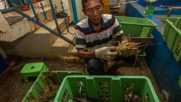 Harga Lobster Laut di Sumbar Naik Dampak Menguatnya Dolar AS