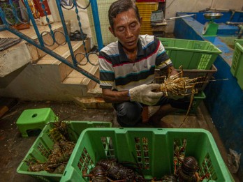 Harga Lobster Laut di Sumbar Naik Dampak Menguatnya Dolar AS