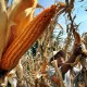 Harga Jagung di Dompu Anjlok, Begini Penjelasan Pemda