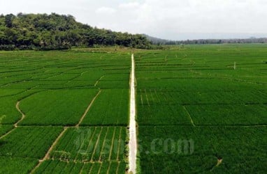 Kejar Swasembada Pangan, Jabar Bidik Perluasan Areal Tanam Sawah Tadah Hujan