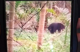 Heboh Beruang Berkeliaran di Desa Cinta Damai Muba, Kades: Masih Simpang Siur