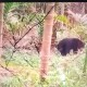 Heboh Beruang Berkeliaran di Desa Cinta Damai Muba, Kades: Masih Simpang Siur