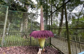 Bunga Bangkai Kembali Mekar di Kebun Raya Cibodas