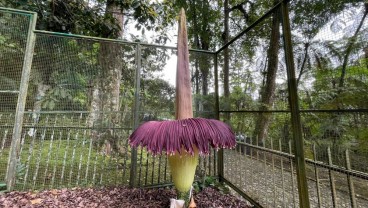 Bunga Bangkai Kembali Mekar di Kebun Raya Cibodas