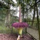 Bunga Bangkai Kembali Mekar di Kebun Raya Cibodas