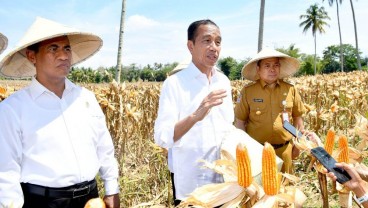 Jokowi Pamer Impor Jagung RI Turun Signifikan Jadi 450.000 Ton