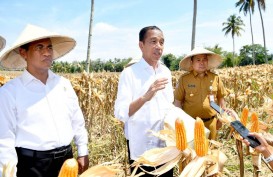 Jokowi Pamer Impor Jagung RI Turun Signifikan Jadi 450.000 Ton