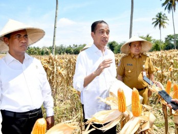 Jokowi Pamer Impor Jagung RI Turun Signifikan Jadi 450.000 Ton
