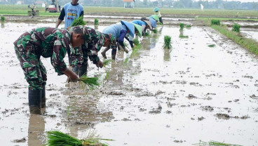 Pemerintah Dukung Percepatan Masa Tanam Padi Petani