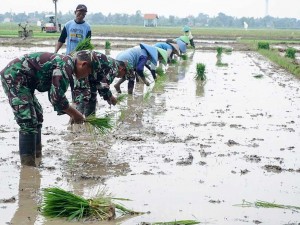 Anggota TNI Kodim 0711/Pemalang membantu petani menanam padi di Desa Kandang, Kecamatan Comal, Kabupaten Pemalang, Jawa Tengah, Selasa (23/4/2024).