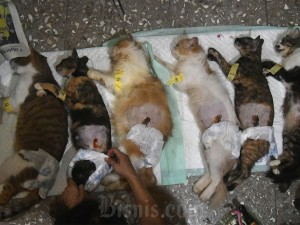 Petugas memasang popok pada kucing yang telah dioperasi steril di Steril Malabar Bogor, Jawa Barat, Selasa (23/4/2024).
