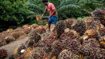 Harga Sawit Riau Pekan Ini Turun Tipis Menjadi Rp2.929,72 per Kg