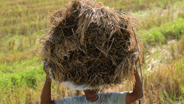 Capaian Serapan Gabah Petani di Aceh