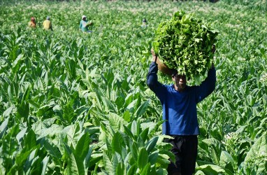 Petani Tembakau di Temanggung Hadapi Degradasi Varietas