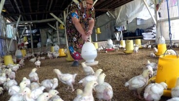 Harga Pangan 26 April: Harga Telur Ayam Naik, Beras Melandai