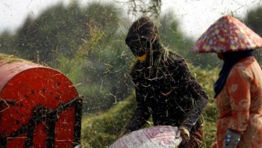 Harga Gabah Anjlok, Petani di Cirebon Gigit Jari