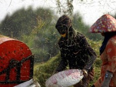 Harga Gabah Anjlok, Petani di Cirebon Gigit Jari
