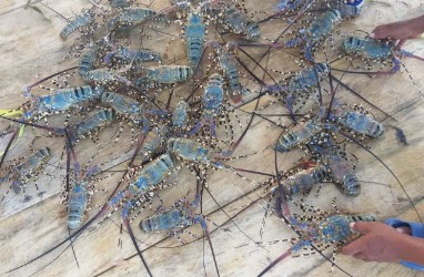 Menteri Trenggono: 5 Perusahaan Vietnam Siap Budidaya Lobster di RI