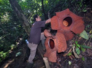 Bunga Rafflesia Arnoldi Kembar Mekar Bersama di Taman Konservasi Puspa Langka di Bengkulu
