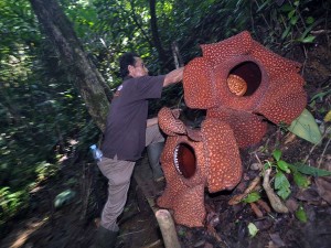 Bunga Rafflesia Arnoldi Kembar Mekar Bersama di Taman Konservasi Puspa Langka di Bengkulu