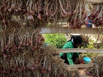 Jaga Inflasi, Pemkot Bandung Serentak Tanam Bawang Merah dan Cabai Rawit
