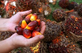 Sejumlah Pabrik Tidak Jualan, Harga Sawit Riau Turun Menjadi Rp2.860,37 per Kg