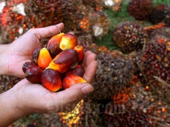 Sejumlah Pabrik Tidak Jualan, Harga Sawit Riau Turun Menjadi Rp2.860,37 per Kg