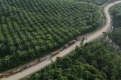 Meski Kontribusi Sawit Anjlok, Setoran Pajak Riau Capai Rp4,2 Triliun