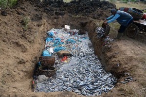 Nelayan di Aceh Buang Ikan Karena Tangkapan Melimpah
