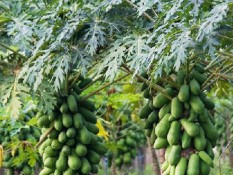 Kisah Sukses Petani Pepaya, Raih Omzet Puluhan Juta