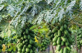 Kisah Sukses Petani Pepaya, Raih Omzet Puluhan Juta