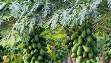 Kisah Sukses Petani Pepaya, Raih Omzet Puluhan Juta