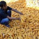 Bulog: Serapan Jagung Petani Belum Optimal, Ini Penyebabnya