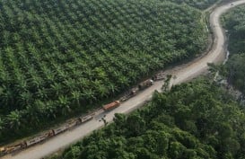 Krisis Pencurian Kelapa Sawit di Kalimantan Tengah Bikin Pebisnis Gigit Jari