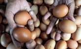 Harga Pangan Hari Ini 6 Mei: Beras, Telur dan Minyak Goreng Kompak Naik
