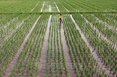 Jokowi Geram Banyak Sawah Produksi Pangan Diubah Jadi Lahan Properti