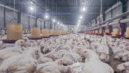 Peternakan Ayam: ASPM Sukses Kembangkan Kemitraan Paranje dan Ponpes Al-Idrisiyah
