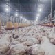 Peternakan Ayam: ASPM Sukses Kembangkan Kemitraan Paranje dan Ponpes Al-Idrisiyah